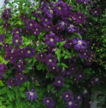 Clematita 'Etoile Violette' la ghiveci P12,  H 35-45 cm - imagine 2