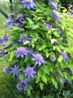 Clematita 'Multi Blue' la ghiveci P12,  H 35-45 cm - imagine 2