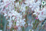 Gaura lindheimeri  - Floarea albinelor alba la ghiveci P9