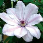 Clematita 'John Paul II' la ghiveci P12,  H 35-45 cm