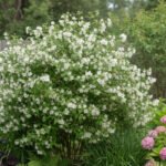 Philadelphus "Manteau d'Hermine" - Iasomie parfumata cu flori duble, la ghiveci C2, H 40-50  cm - imagine 2