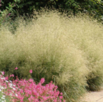 Deschampsia cespitosa - Tarsa Mare la ghiveci P9