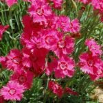 Dianthus deltoides 'Brilliant' - Garofita perena la ghiveci P9