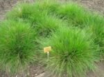 Deschampsia cespitosa - Tarsa Mare la ghiveci P9 - imagine 2