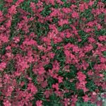 Dianthus deltoides 'Brilliant' - Garofita perena la ghiveci P9 - imagine 2