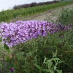 Buddleja davidii 'Big Blue'- liliac de vara sau arbustul fluturilor la ghiveci C2- H 50-60 cm