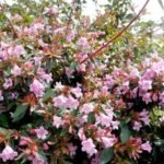 Abelia Grandiflora 'Edward Goucher' planta perena la ghiveci cu frunzis semipermanent si flori parfumate la ghiveci C1.5, H 30-35 cm