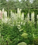 Aconitum Napelus Album - Gluga Calugarului alba sau Omag Alb  la ghiveci P9 - imagine 3