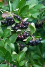 Aronia melanocarpa 'Viking' - Scoruș Negru / Super-fructul Antioxidant la ghiveci P12, H 30-40 cm