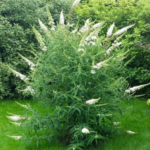Buddleja davidii 'White Profusion'- liliac de vara la ghiveci P12- H 40-50 cm - imagine 2