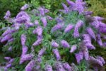 Buddleja davidii 'Big Blue'- liliac de vara sau arbustul fluturilor la ghiveci C2- H 50-60 cm - imagine 2