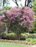 Arbore de Fum - Cotinus Coggygria Grace - Scumpie la ghiveci C2 , H 50-60 cm - imagine 2