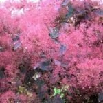 Arbore de Fum - Cotinus Coggygria Grace - Scumpie la ghiveci C2 , H 50-60 cm