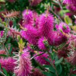 Callistemon viridiflorus violaceus - Peria de Sticlă Violet la ghiveci C2 - H 50-60 cm - imagine 2