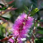 Callistemon viridiflorus violaceus - Peria de Sticlă Violet la ghiveci C2 - H 50-60 cm