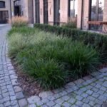 Carex Morrowii' - Rogoz japonez vesnic verde la ghiveci P9 - imagine 3