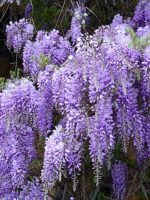 Wisteria sinensis - Glicina chinezeasca la ghiveci C2, H 50-60 cm