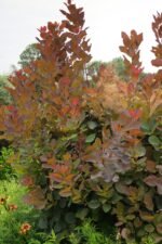 Arbore de Fum - Cotinus Coggygria Grace - Scumpie la ghiveci C2 , H 50-60 cm - imagine 3