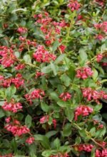 Escallonia 'Rubra macrantha' - arbust vesnic verde la ghiveci P12, H 30 cm
