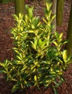 Euonymus Japonicus Aureus cu frunzis vesnic verde la ghiveci P9, H 20-30 cm - imagine 2