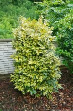 Elaeagnus × ebbingei 'Limelight' - Salcioara - arbust vesnic verde cu flori parfumate la ghiveci C2 - H 30-40 cm