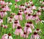 Echinacea Pallida - la ghiveci P9