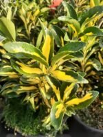 Euonymus Japonicus Aureus cu frunzis vesnic verde la ghiveci P9, H 20-30 cm - imagine 3