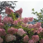 Hydrangea Paniculata  'Fraise Melba'- Hortensie la ghiveci C2, H 50-60 cm - imagine 2