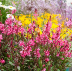 Gaura Gaudi ' Pink' - Floarea albinelor la ghiveci P13, H 30-40 cm