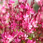Gaura Gaudi ' Pink' - Floarea albinelor la ghiveci P13, H 30-40 cm - imagine 2