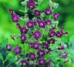 Muscata perena de gradina - Geranium Phaeum la ghiveci P9