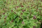 Muscata perena de gradina - Geranium Phaeum la ghiveci P9 - imagine 2