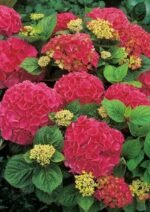 Hydrangea macrophylla 'Red Baron' - Hortensia Roșie la ghiveci C2, H 50-60 cm