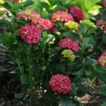 Hydrangea Macrophylla  'Hi Tornado'- Hortensie la ghiveci C2, H 50-60 cm - imagine 2