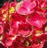 Hydrangea Macrophylla  'Hi Tornado'- Hortensie la ghiveci C2, H 50-60 cm
