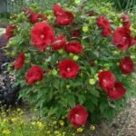 Hibiscus moscheutos Cranberry Crush cu floare uriasa la ghiveci C2, H 40-50 cm - imagine 3