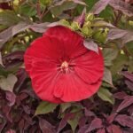 Hibiscus moscheutos Cranberry Crush cu floare uriasa la ghiveci C2, H 40-50 cm - imagine 2