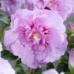 Hibiscus syriacus Lavender Chiffon la ghiveci C2, H 50-60 cm