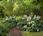 Hosta Blue Angel - Crin de Toamna  la ghiveci P9