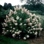 Hydrangea Paniculata  'Unique'- Hortensie la ghiveci C2, H 50-60 cm - imagine 2