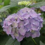 Hydrangea macrophylla 'Bela' Pink/Blue - Hortensia de grădină Roz/Albastră la ghiveci C2, H 50-60 cm