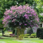 Lagerstroemia indica mov - Liliac Indian la ghiveci C2 - H 35-45cm - imagine 2