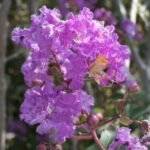 Lagerstroemia indica mov - Liliac Indian la ghiveci C2 - H 35-45cm