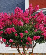 Lagerstroemia indica rosu fuchsia - Liliac Indian la ghiveci C2 - H 35-45cm - imagine 2