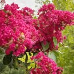 Lagerstroemia indica rosu fuchsia - Liliac Indian la ghiveci C2 - H 35-45cm