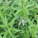 Verbena de lamaie sau Lamaita -  Lippia citriodora - planta aromatica  la ghiveci P9 - imagine 3