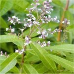 Verbena de lamaie sau Lamaita -  Lippia citriodora - planta aromatica  la ghiveci P9 - imagine 2