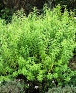 Verbena de lamaie sau Lamaita -  Lippia citriodora - planta aromatica  la ghiveci P9