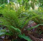 Polystichum polyblepharum - Feriga cu ciucuri, vesnic verde la ghiveci P9