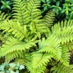 Polystichum polyblepharum - Feriga cu ciucuri, vesnic verde la ghiveci P9 - imagine 2